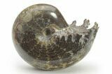 Polished Agatized Ammonite (Phylloceras?) Fossil - Madagascar #220352-1